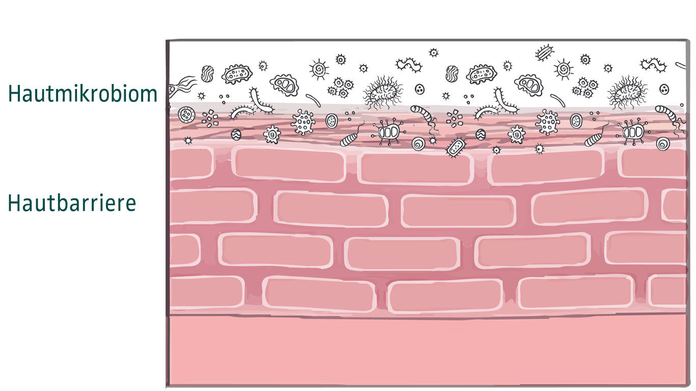 Grafische voorstelling van het huidmicrobioom op het huidoppervlak