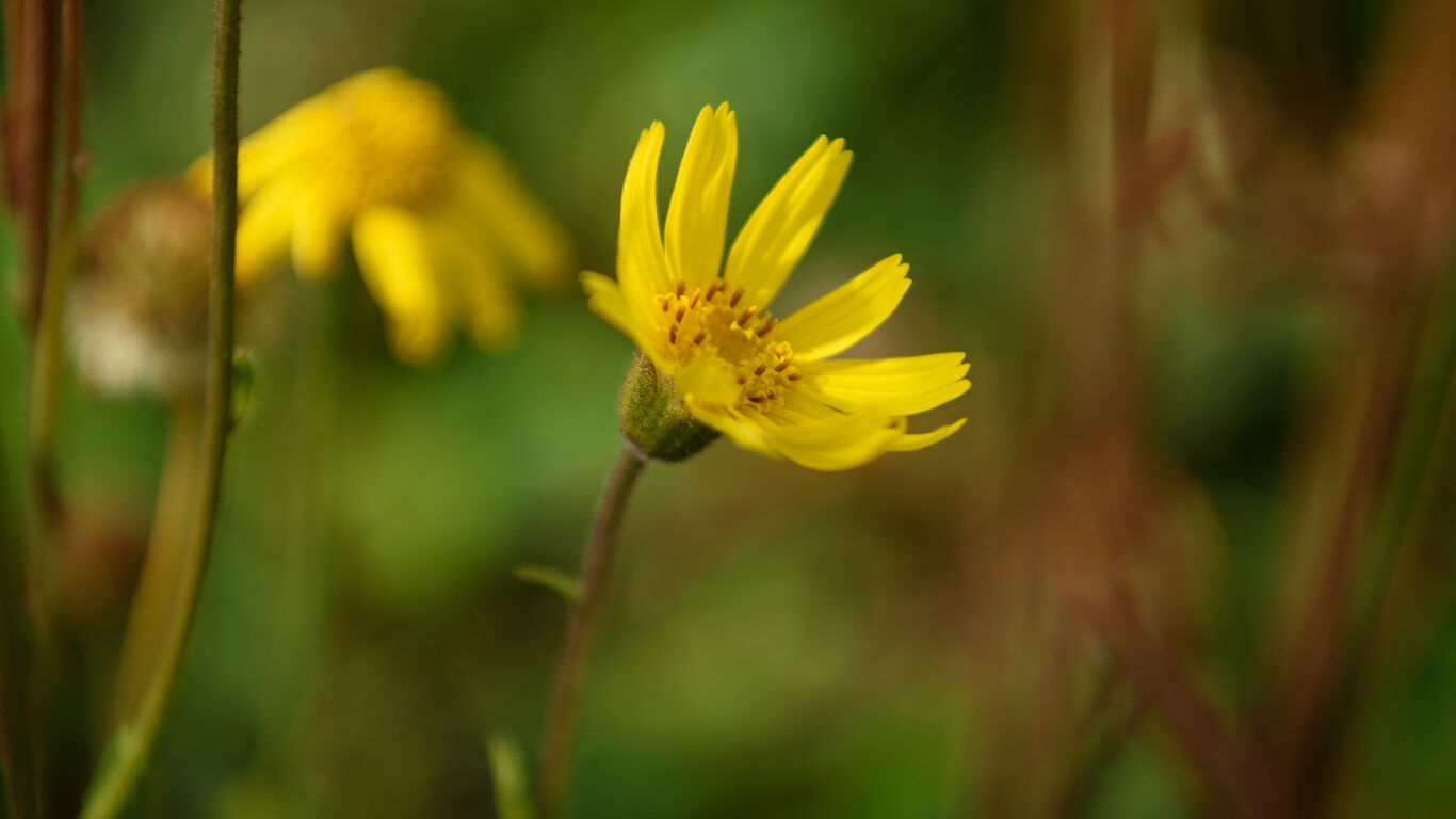Een enkele arnica bloem in focus