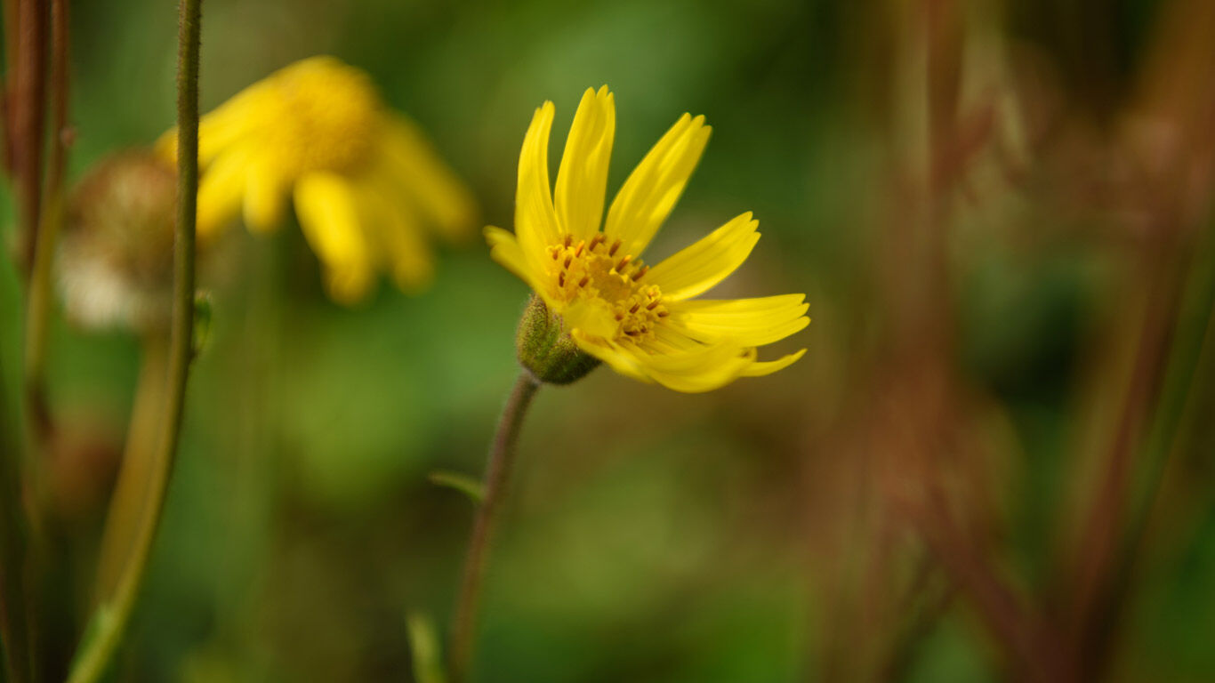 Gros plan sur une seule fleur d'arnica