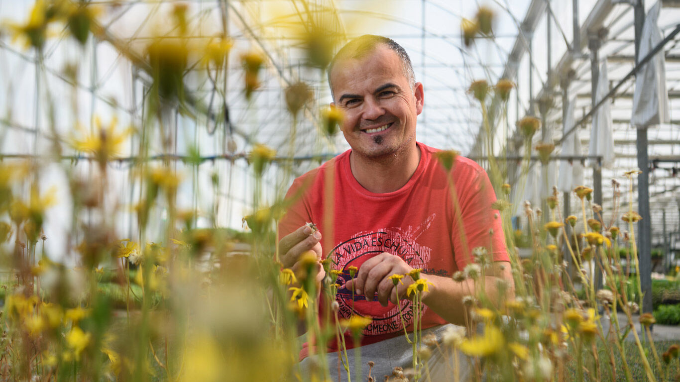 Arnica zaden lijken op paardenbloemen