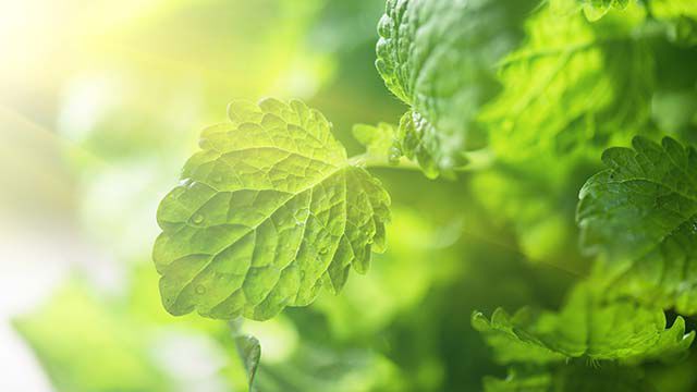 Close-up van citroenmelisse bladeren