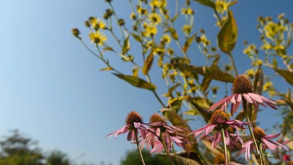 Bloemen en struiken in de natuur.