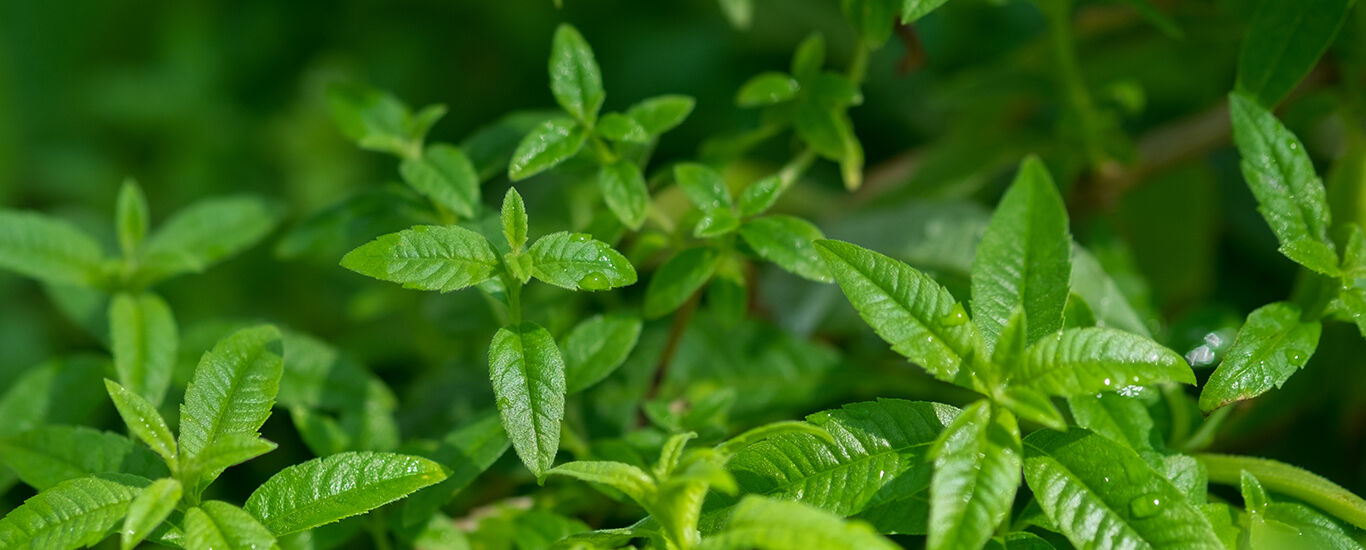 Gros plan sur la verveine citronnelle