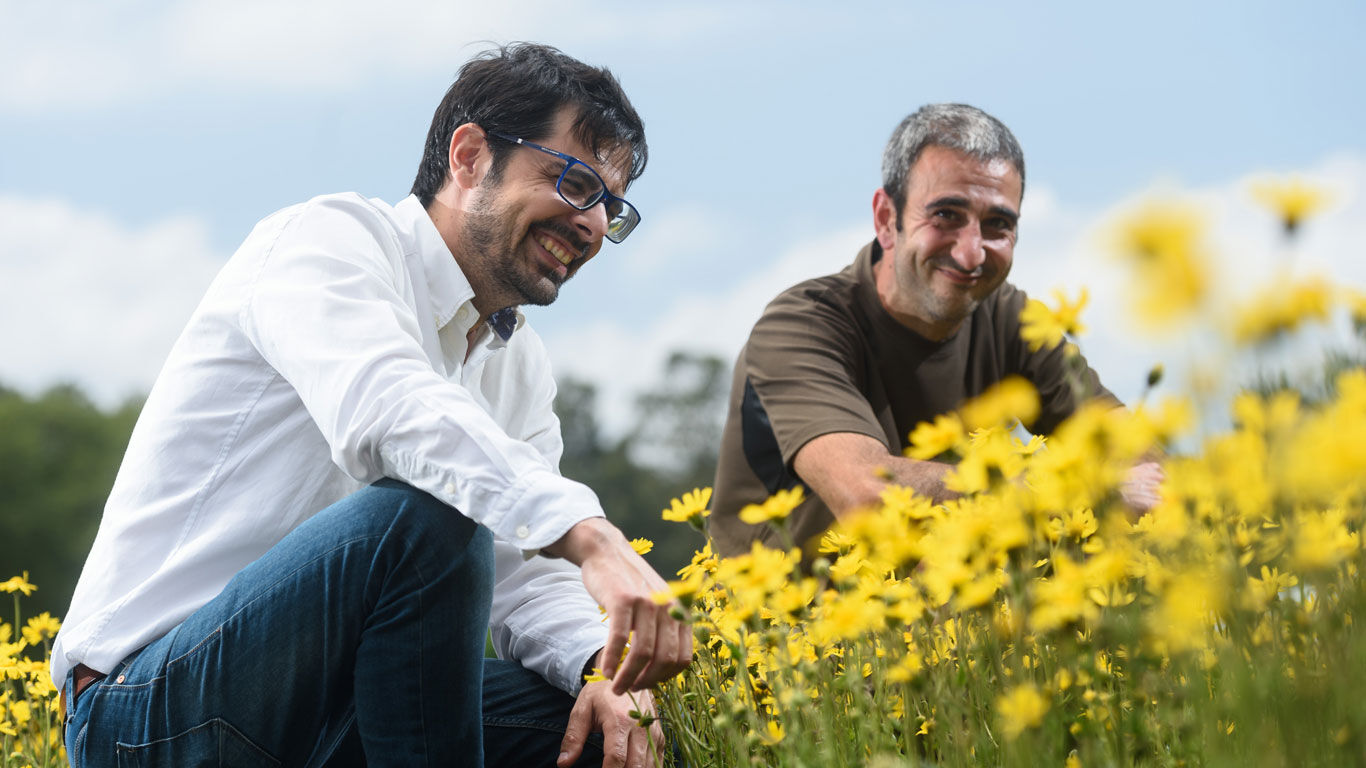 Arnica als duurzame grondstof