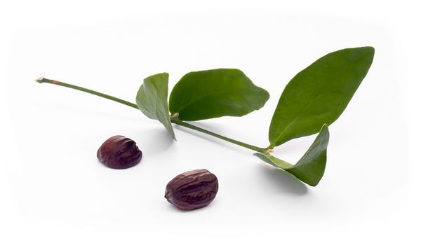 Interessante feiten over jojoba