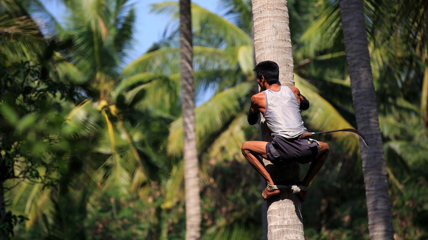 Man klimt in palmboom om kokosnoten te oogsten