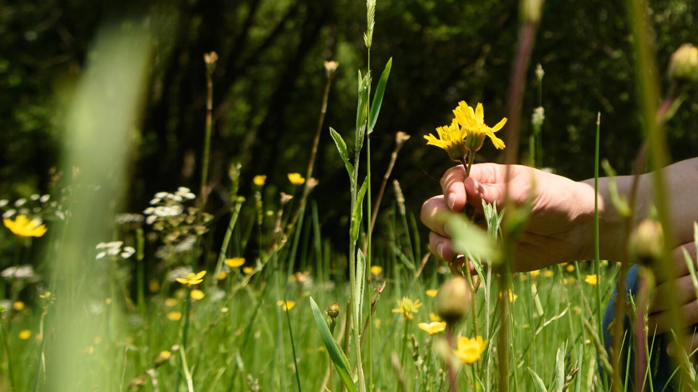 Arnica duurzaam verzamelen: gecontroleerde wildvang