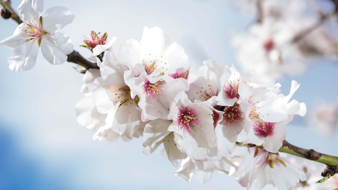 Splendeur de la floraison d'un amandier