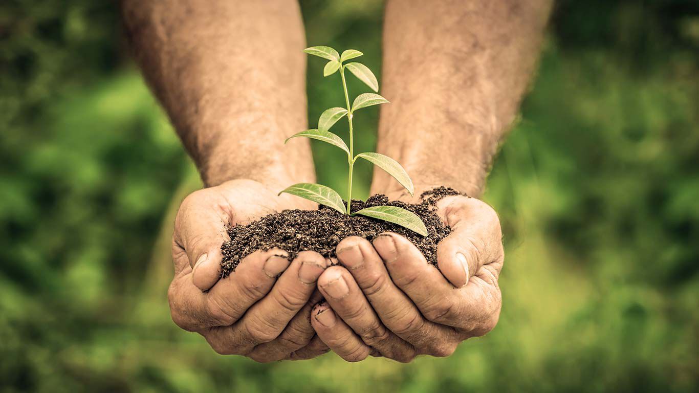 Des mains d'homme tiennent une petite plante