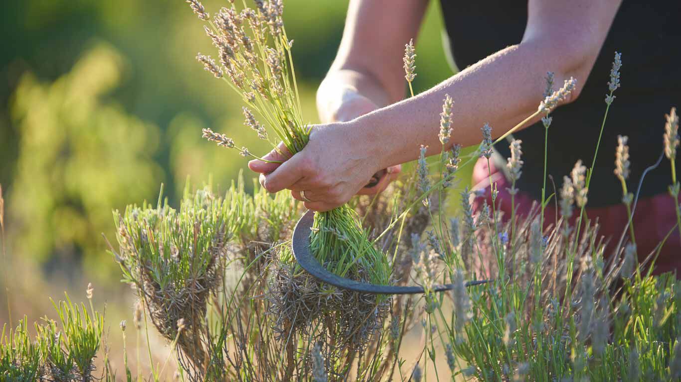 Vrouw oogst lavendel.