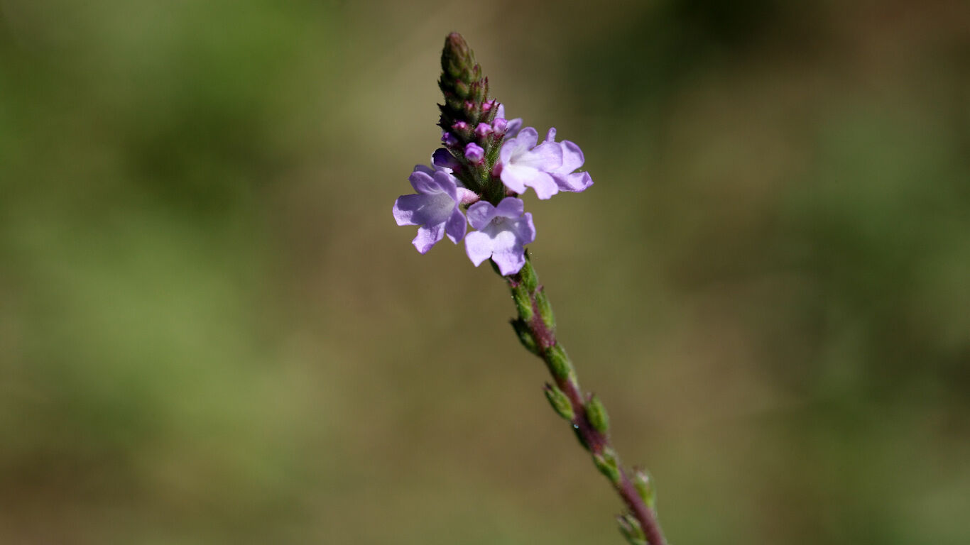 Verveine vraie