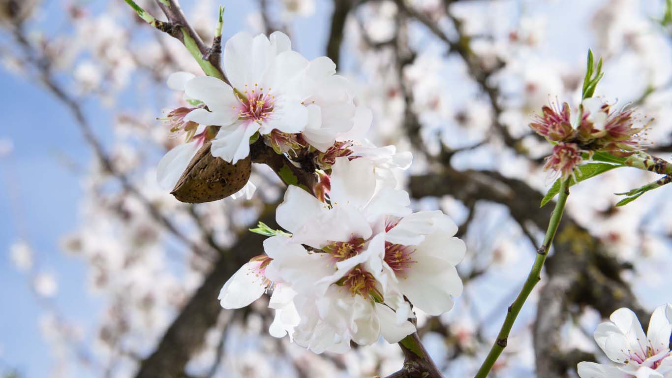 D'un point de vue botanique, l'amande est un fruit à noyau.