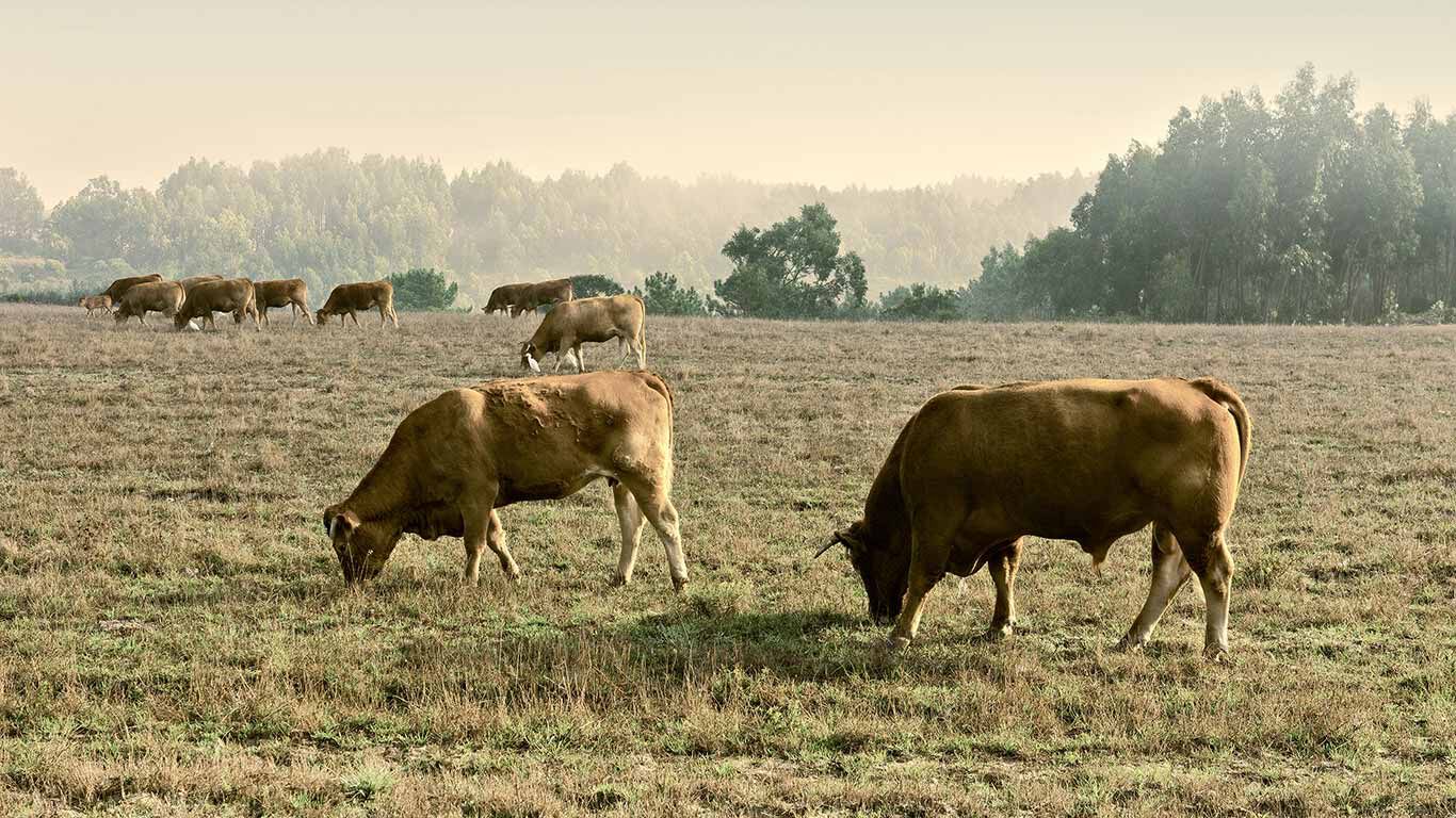 vaches qui paissent