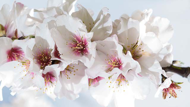 Close-up van een tak van de amandelboom met bloesems