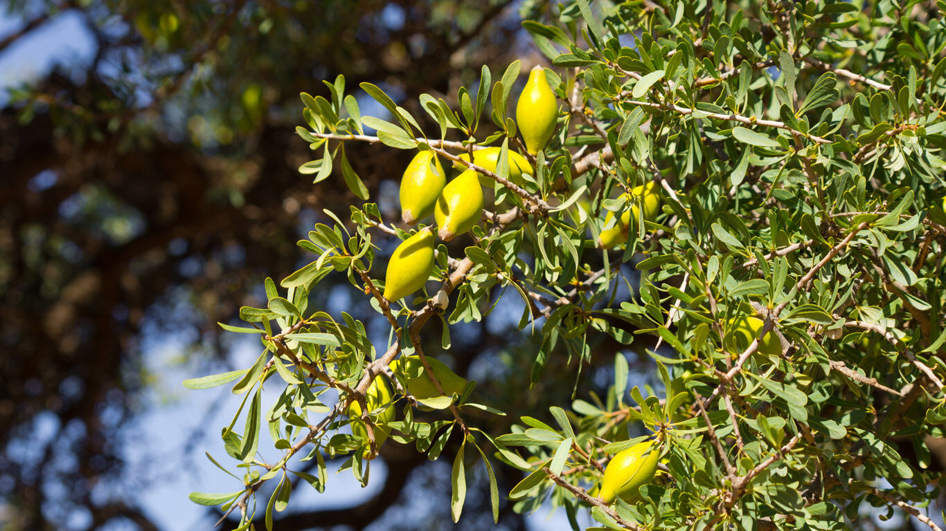 L'huile extraite des graines d'argan soigne la peau rugueuse et irritée