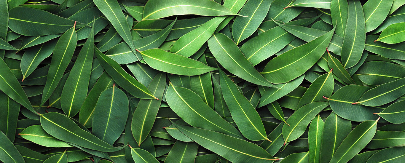 Close-up van eucalyptusbladeren