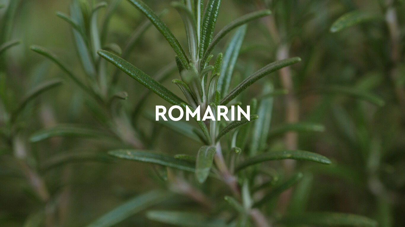 Gros plan sur des branches de romarin avec superposition de texte : romarin.