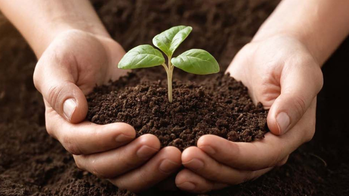 Gros plan de deux mains remplies de terre et d'une graine qui y pousse