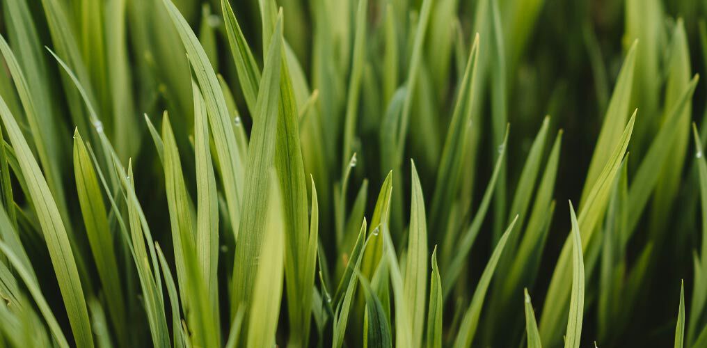 Plantes de silphes à fleurs jaunes