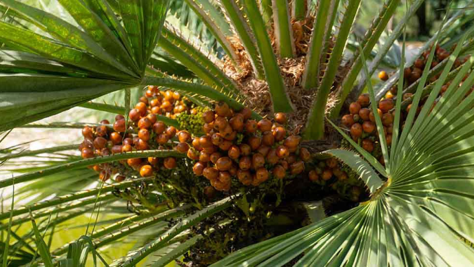 Gros plan sur une plante de palmier avec des fruits m&ucirc;rs de couleur orange entre les feuilles