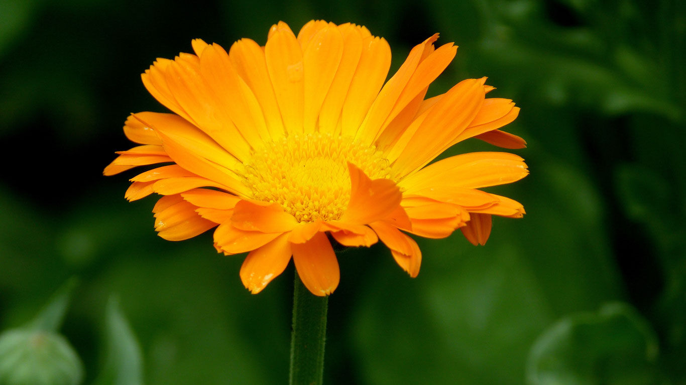 Nahaufnahme der Calendula Blume