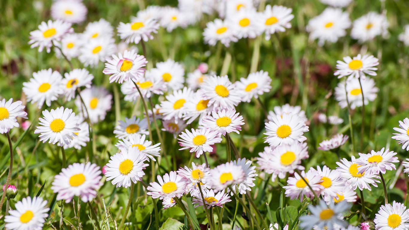 Gänseblümchen auf einer Wiese.