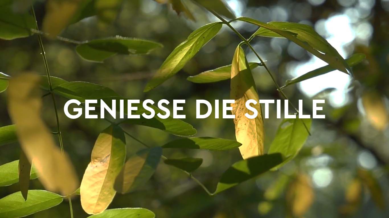 Video Waldbaden: Genieße die Stille des Waldes. 