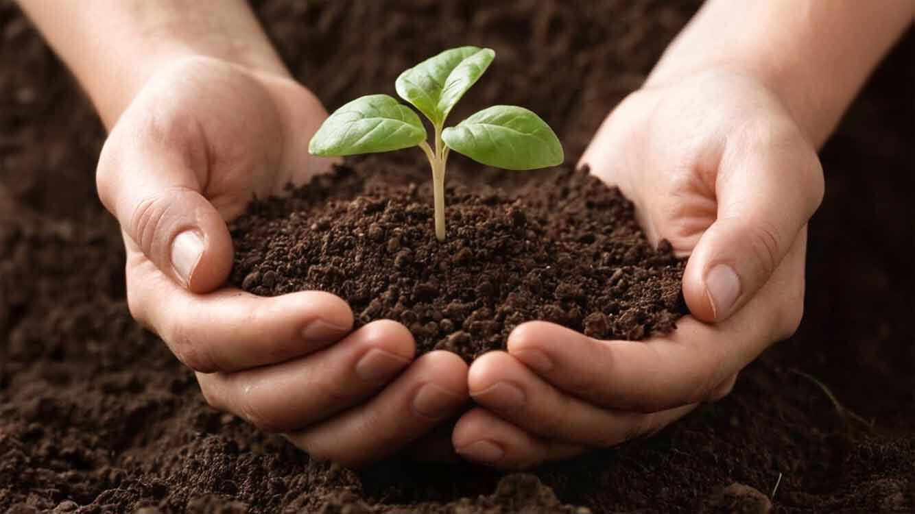 Nahaufnahme von zwei Händen die mit Erde gefüllt sind und ein Samen daraus wächst
