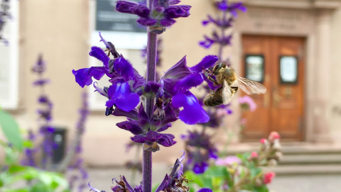 Stadtimker: Bienen als Hobby