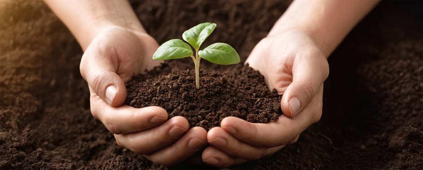 Nahaufnahme von zwei Händen die mit Erde gefüllt sind und ein Samen daraus wächst