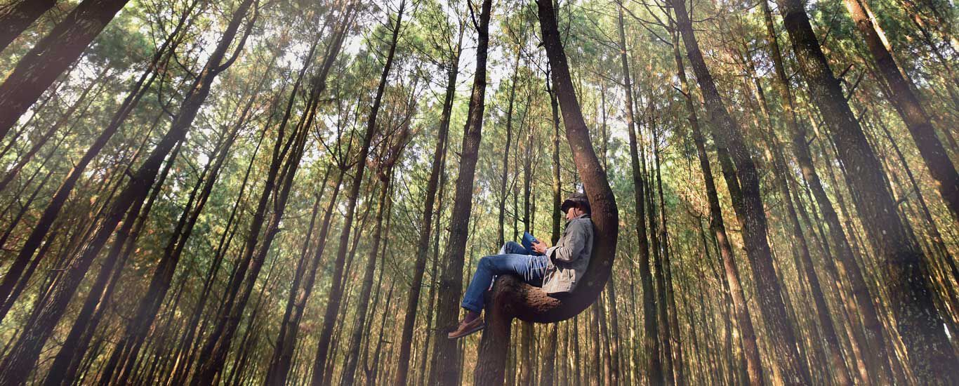 Mann sitzt auf einem Baum und liest ein Buch.