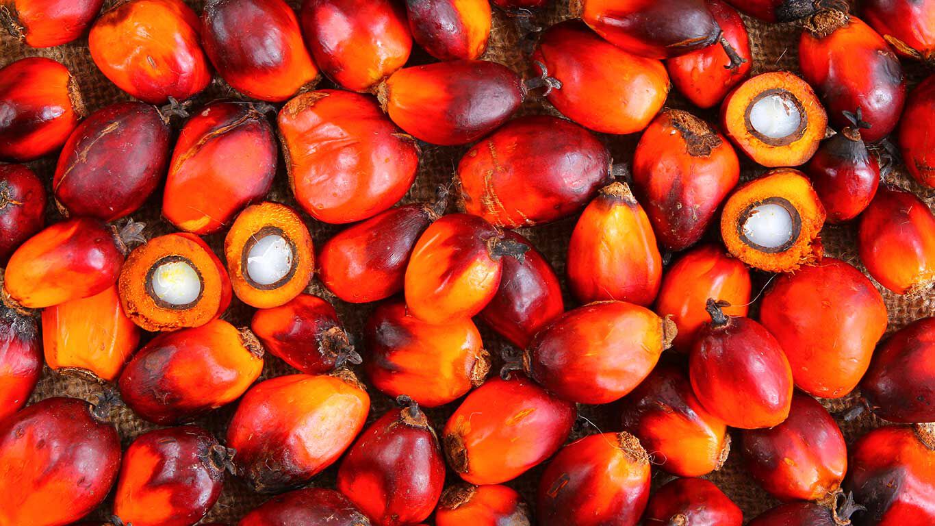 Viele Palmfrüchte, teilweise aufgeschnitten