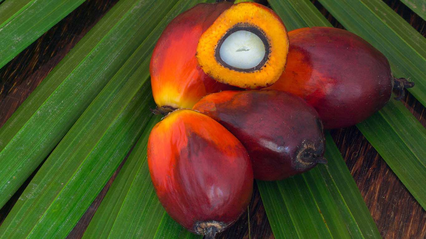 Früchte der Ölpalme, darunter eine aufgeschnittene Frucht mit sichtbarem Kern, auf grünen Palmblättern liegend.