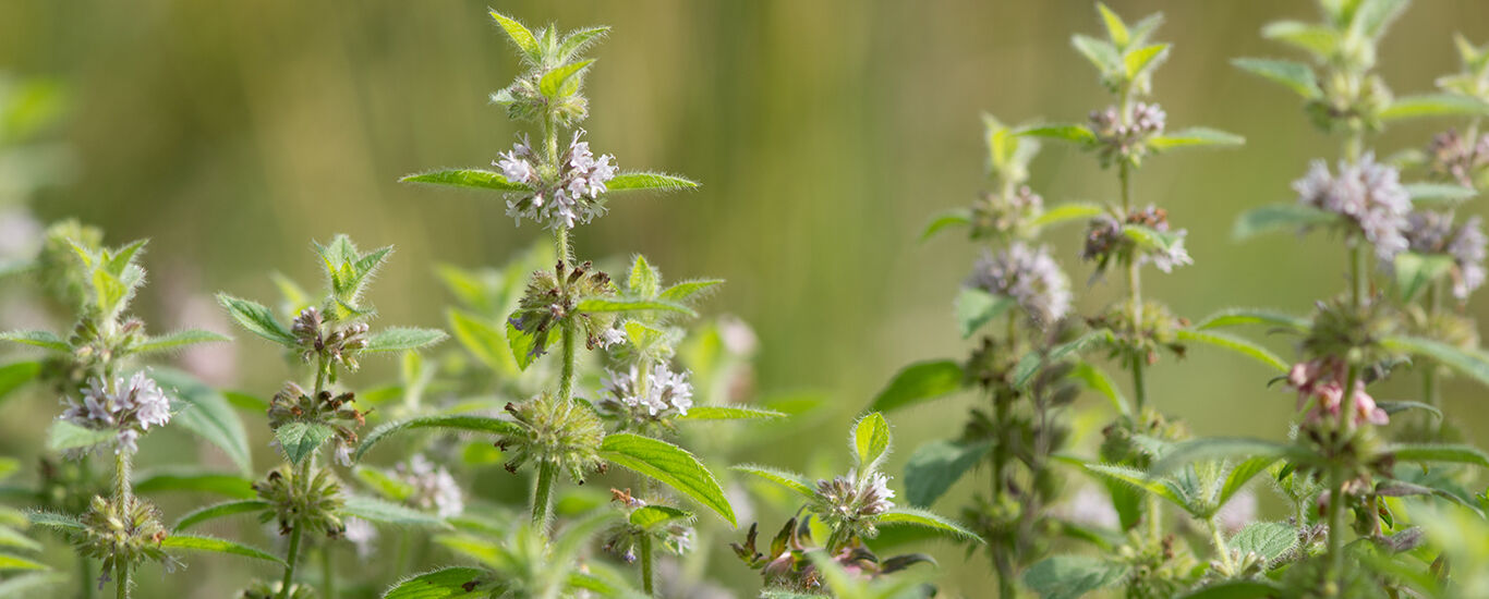 Ackerminze im Feld