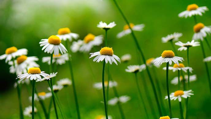 Nahaufnahme von Kamillenblumen auf der Wiese.