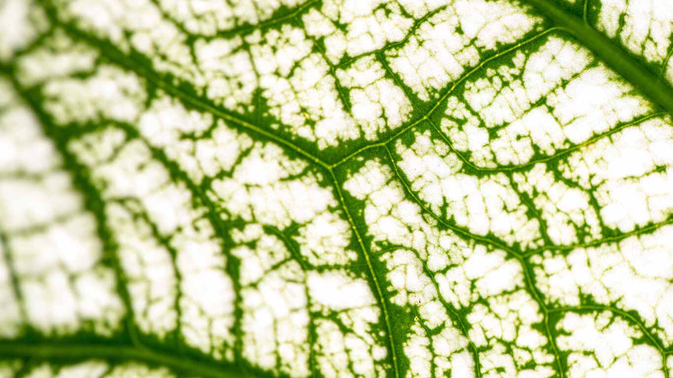 Nachwachsende Rohstoffe: Zellulose ist ein Hauptbestandteil von Paper Blend