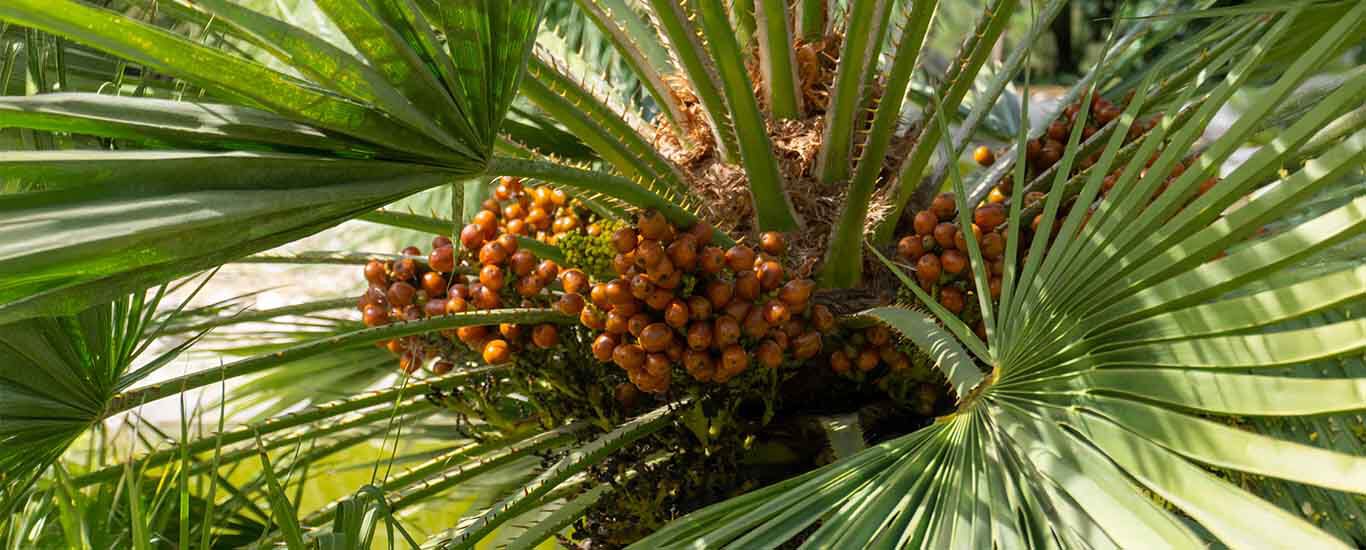 Nahaufnahme einer Palmpflanze mit reifen, orangefarbenen Früchten zwischen den Blättern