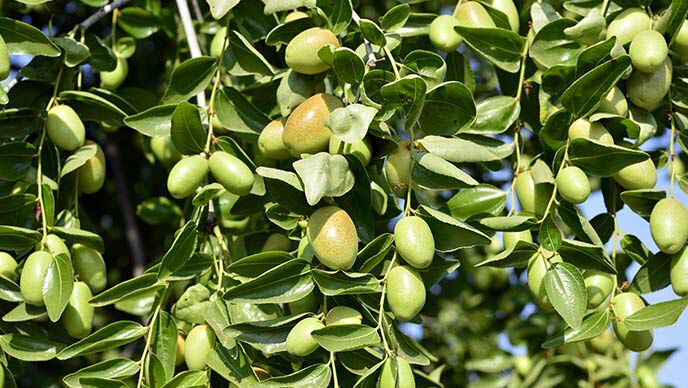 Nahaufnahme eines Jojoba Strauchs