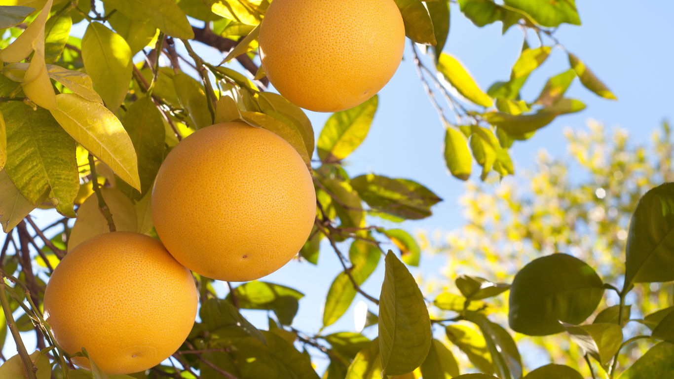Grapefruit an einen Baum 