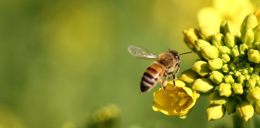 Bienen fördern die Artenvielfalt