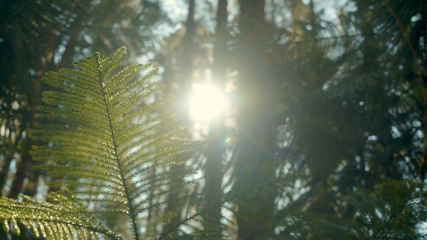 Stimmungsbild eines Waldes mit Sonne. Aufgenommen aus der Froschperspektive.