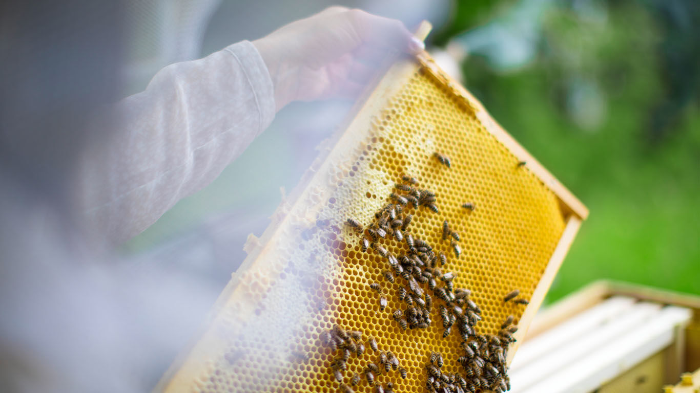 Bienen oder Bienenvolk ablenken