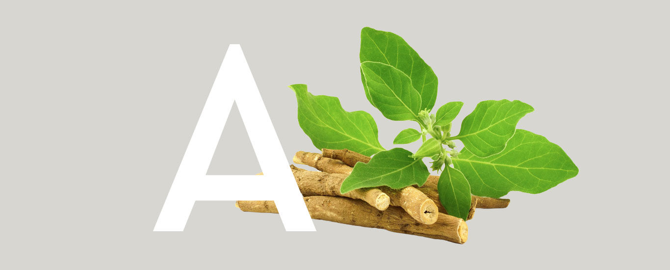 Grauer Hintergrund mit einem weißen Großen "A". Nebenan liegen Blätter und zweige der Ashwagandhapflanze.