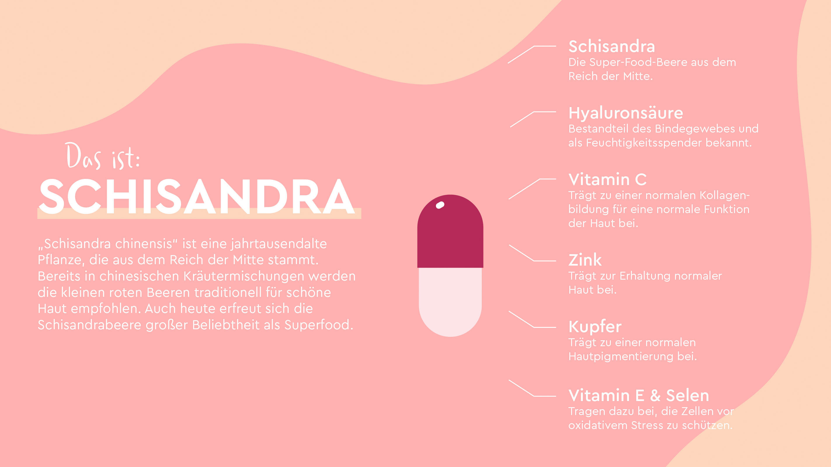 Infografik zum Inhaltsstoff Schisandra.