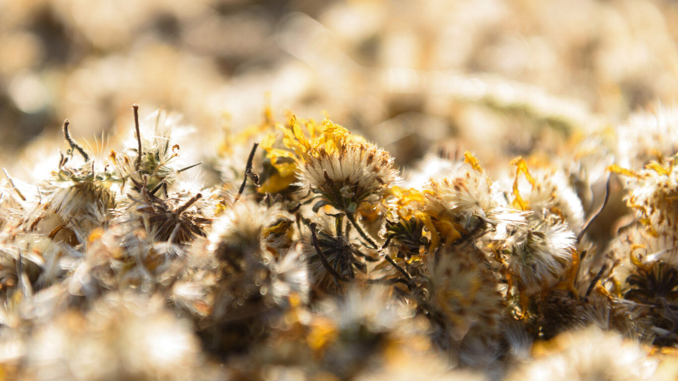 Die Arnika-Samen werden aus den getrockneten Arnika-Blumen gewonnen