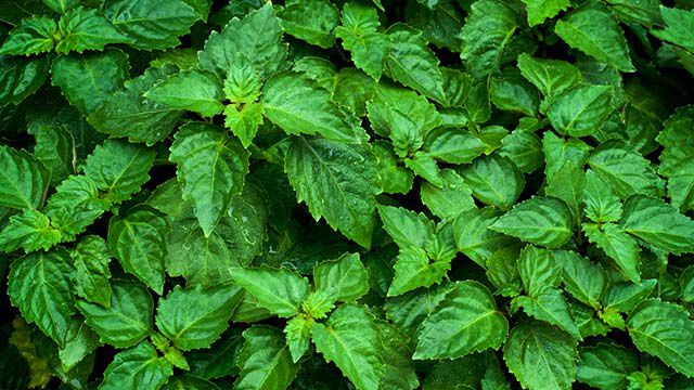 Nahaufnahme einer Patchouli-Pflanze.