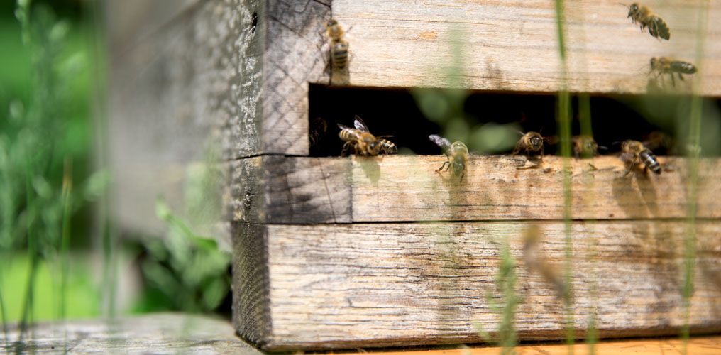 Stadtbienen produzieren Honig