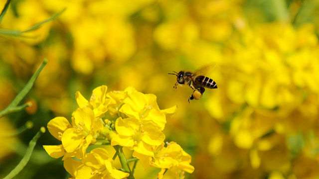 Stadtimkern: Bienen als Hobby