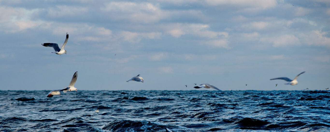 V&ouml;gel fliegen &uuml;ber das Meer.