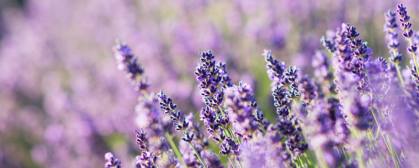 Nahaufnahme von Lavendel im Feld